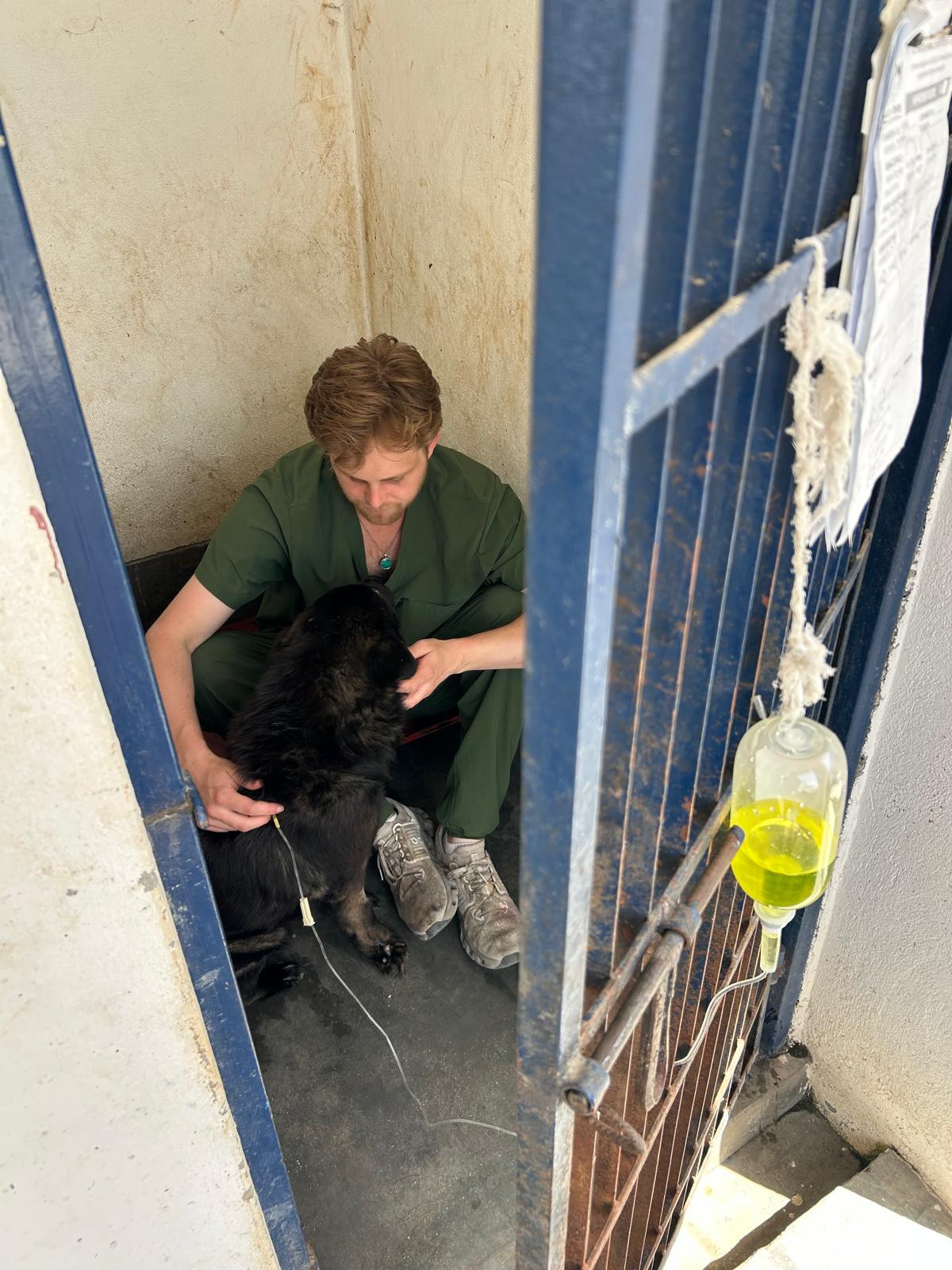 Hands on Veterinary Experience in Nepal